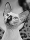 Красивые котята породы КАНАДСКИЙ СФИНКС - последнее сообщение от Alena S.