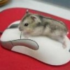 Как и где купить гитару? - последнее сообщение от mouse