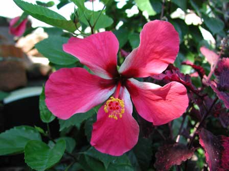 hibiscus_red.jpg