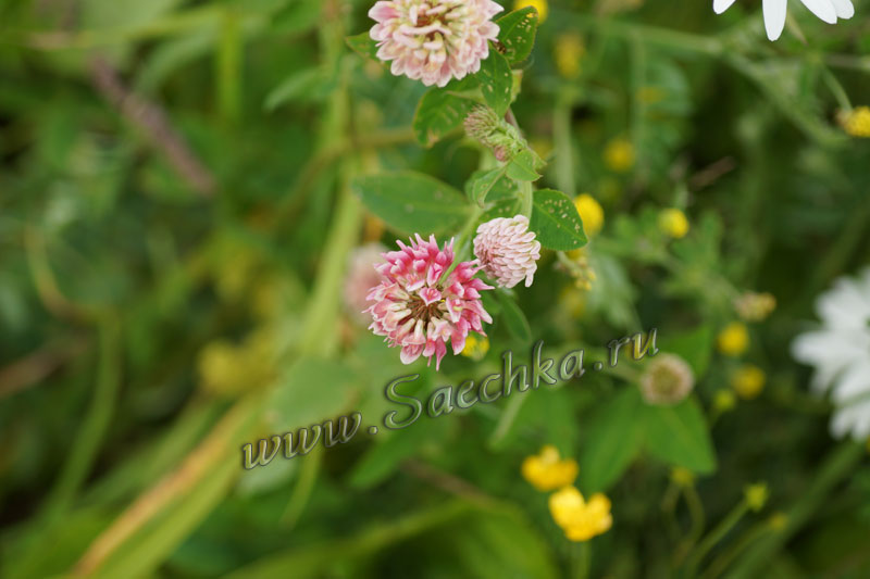 DSC00788.JPG