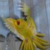 Веточки и листики для попугаев - последнее сообщение от киевлянка